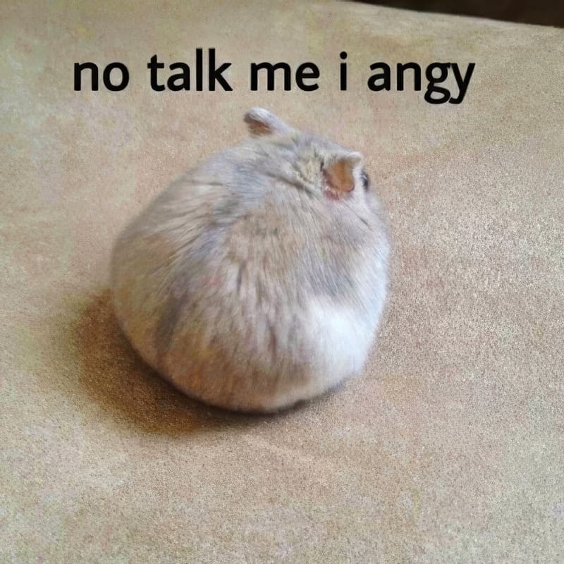 No Talk Me Im Angy Hamster